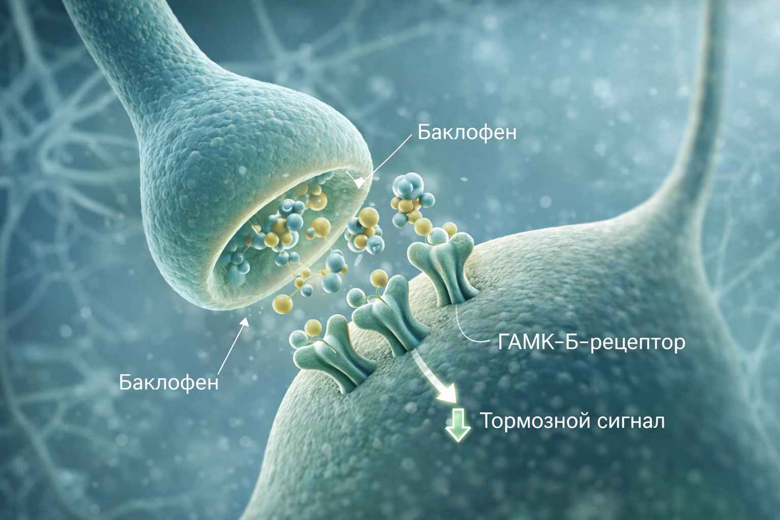 Иллюстрация действия баклофена